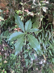 Pittosporum illicioides