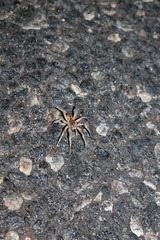 Hoggicosa