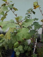 Solanum stramoniifolium