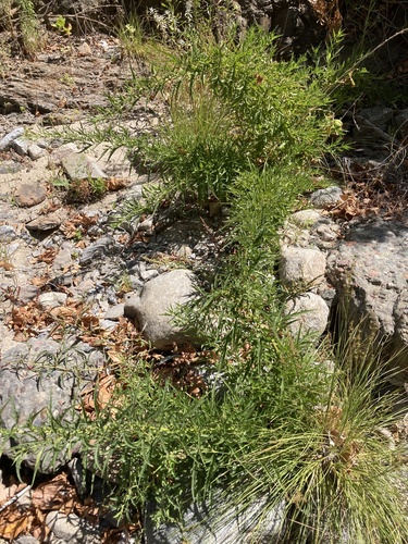 Durango root (Datisca glomerata)