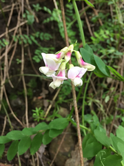 Lathyrus vestitus var. ochropetalus