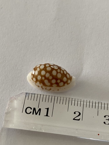 Cribrarula cribraria observed 2026-07-02