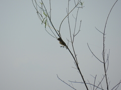 Alectrurus risora