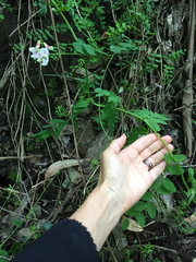 Lathyrus vestitus ochropetalus