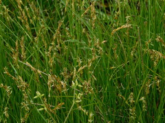 Carex praecox