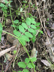 Lathyrus vestitus ochropetalus