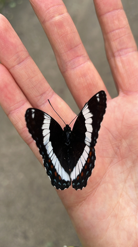 Red-spotted Admiral