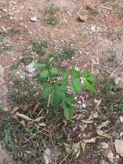 Rhus javanica