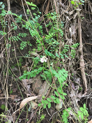 Lathyrus vestitus ochropetalus