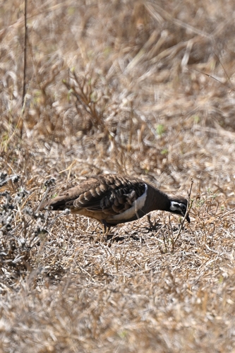 Squatter Pigeon