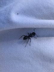 Camponotus laevissimus