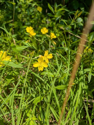 Oenothera fruticosa