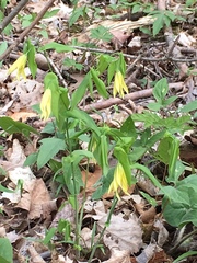 Uvularia