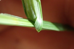 Carex alata