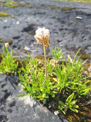 Tetraneuris herbacea, photograph 1