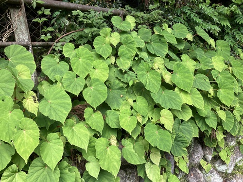 hardy begonia