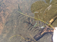 Potamogeton robbinsii