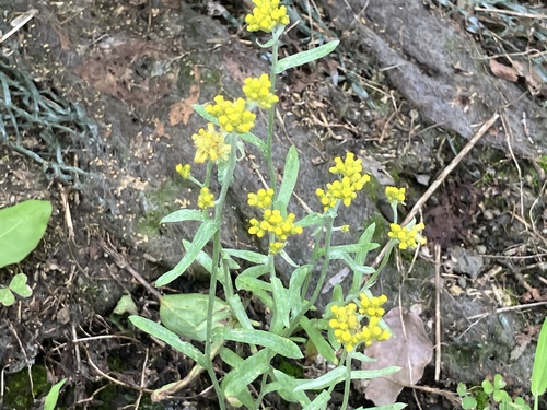 Cotton Weed