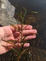 Potamogeton robbinsii