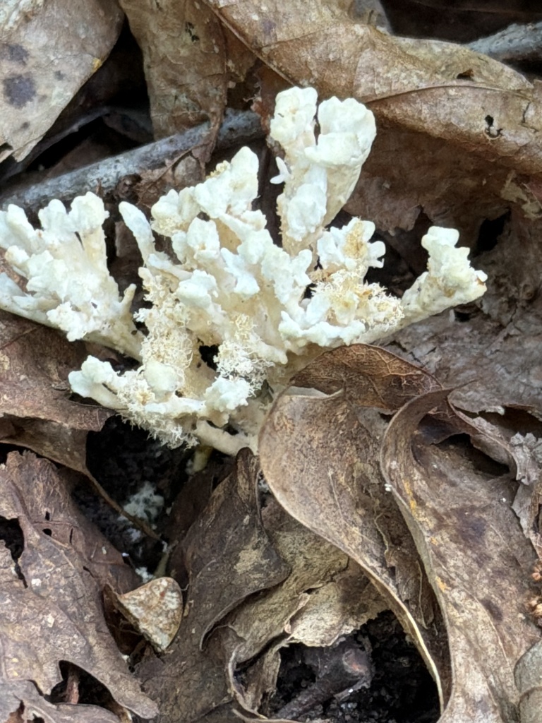 jellied false coral fungus · July 2026 · photo: Photo: (c) Djibo Zanzot, some rights reserved (CC BY-SA) · iNaturalist