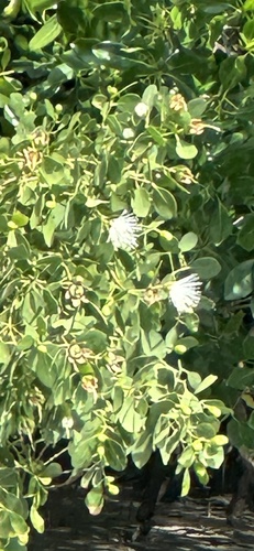 Apple Mangrove