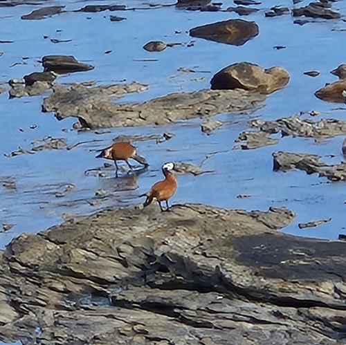 South African Shelduck