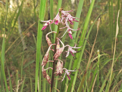 Dipodium variegatum, photograph 4
