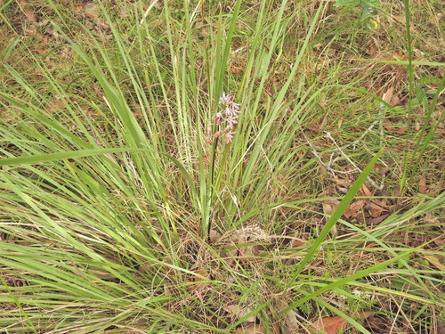 Dipodium variegatum, photograph 5