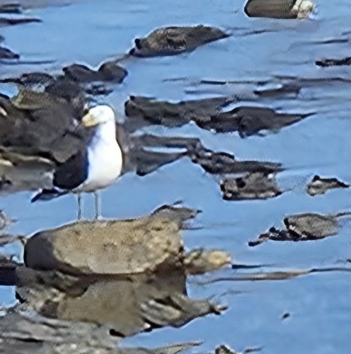 Cape Gull