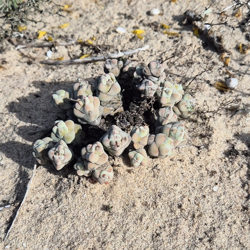 Crassula plegmatoides