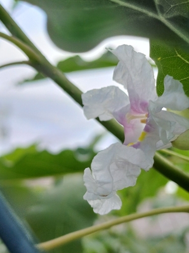 Catalpa longissima observed 2026-06-23