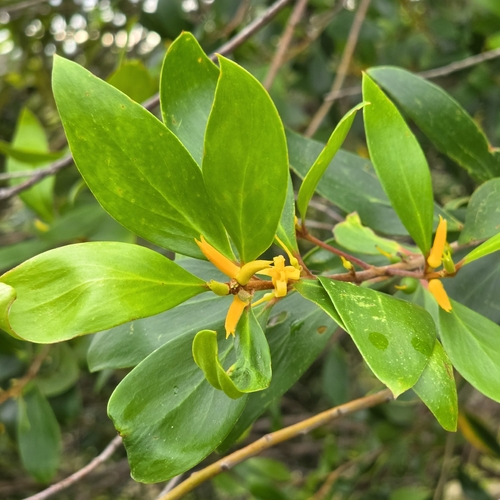Persoonia stradbrokensis, photograph 3