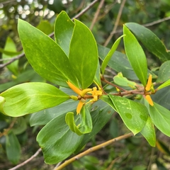 Persoonia stradbrokensis, photograph (c) Martin Rady, some rights reserved (CC BY)
