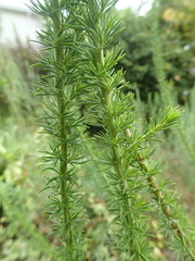 Magnoliopsida