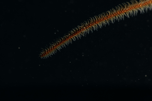 Stichopathes observed 2026-06-08