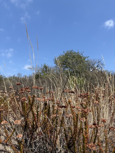Agrostis pallens observed 2026-07-01