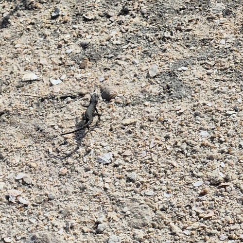Karoo Girdled Lizard