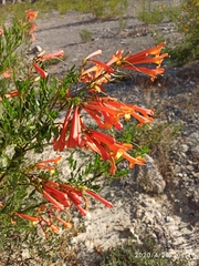 Tecoma fulva garrocha