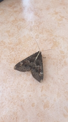 Sphingomorpha chlorea