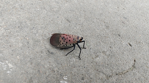 Spotted Lanternfly