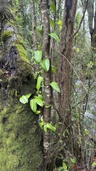 Lapageria rosea