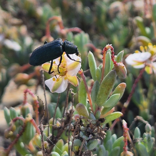 Strandveld Groovewing Flower Beetle