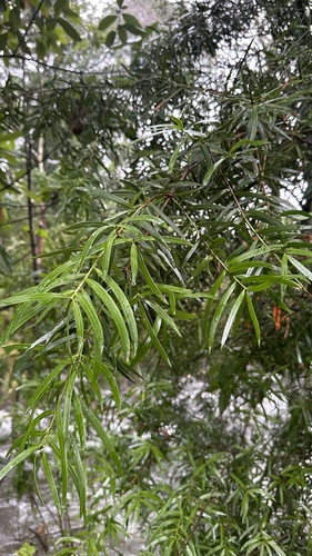 Podocarpus salignus, photograph 4