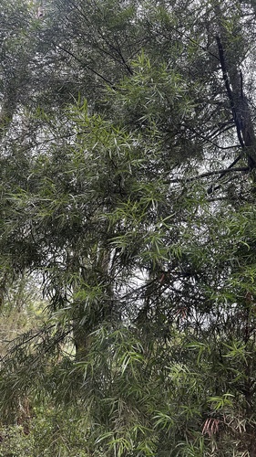 Podocarpus salignus, photograph 5