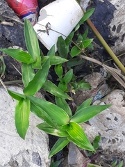 Oplismenus compositus