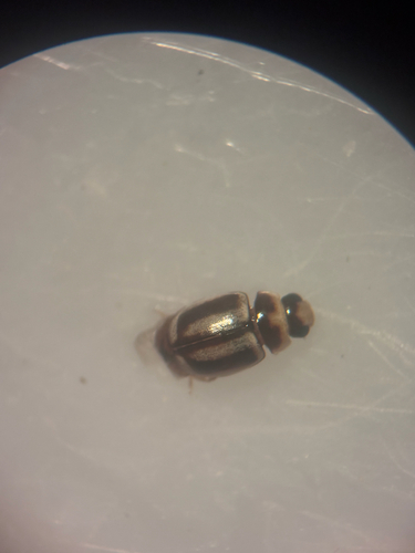 Small Pied Lady Beetles