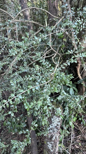 Luma chequen, photograph 3