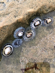 Siphonaria funiculata