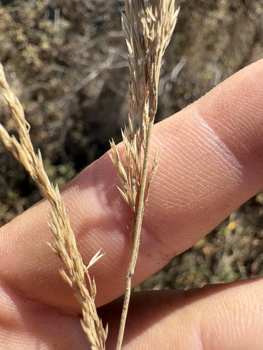 Agrostis pallens observed 2026-07-01