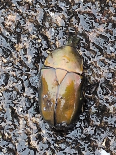 Japanese Drone Beetle